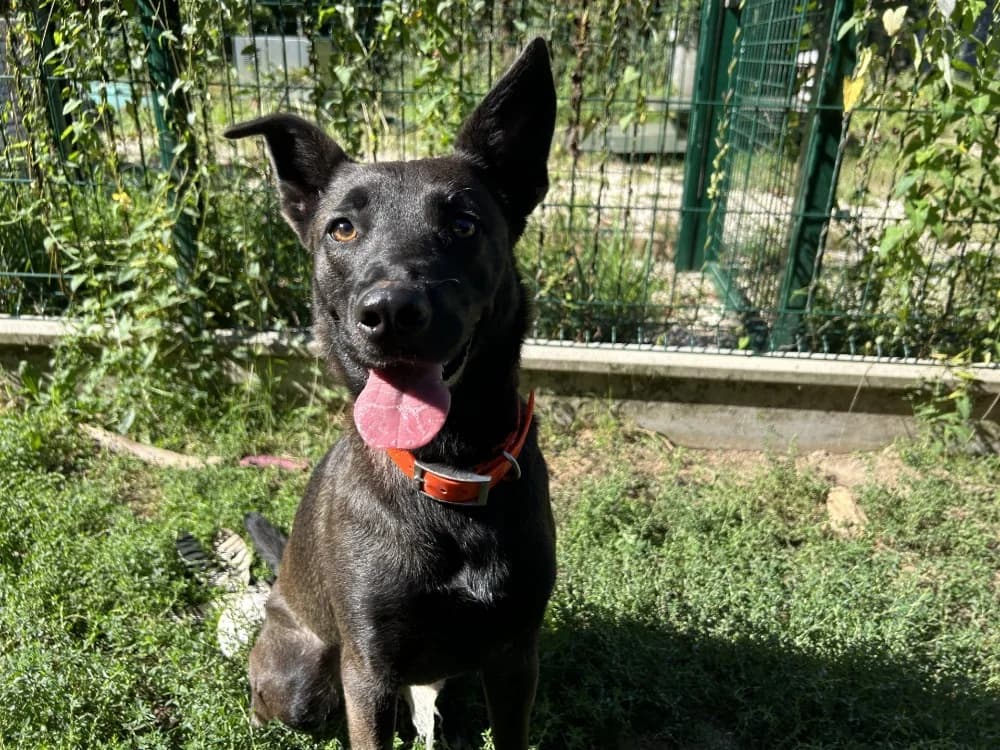 MARLA, female mixed breed for adoption at SPA Pornic, Pornic