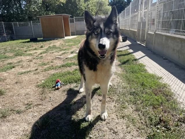 JAK, male senior Husky for adoption at SPA Pornic, Pornic