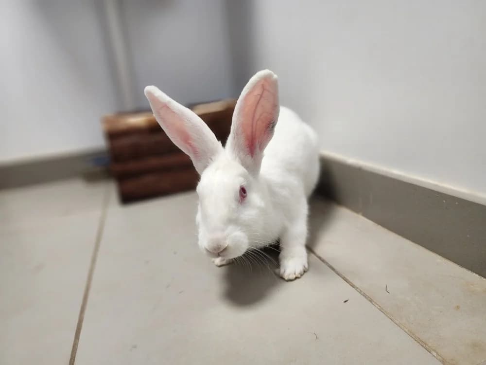RAJAH, male Mixed Breed for adoption at SPA Pornic, Pornic