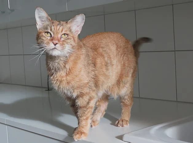 MARLA, female senior Mixed Breed for adoption at SPA Pornic, Pornic