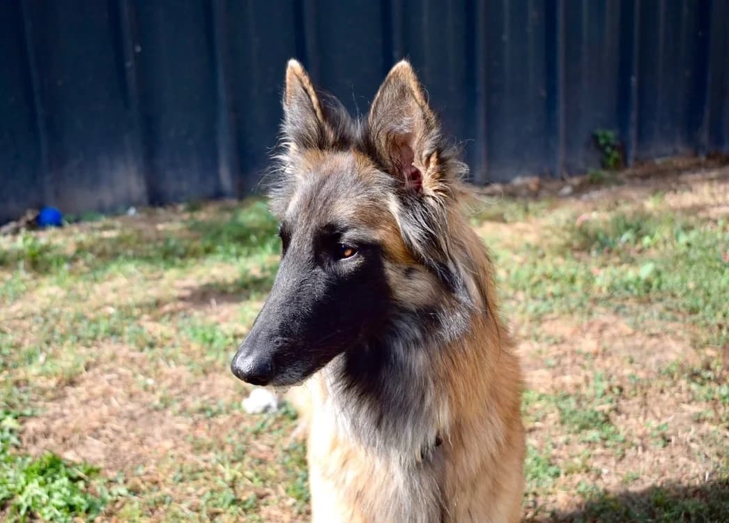 BELLE, female 3yo Belgian Tervuren for adoption at SPA Pornic, Pornic