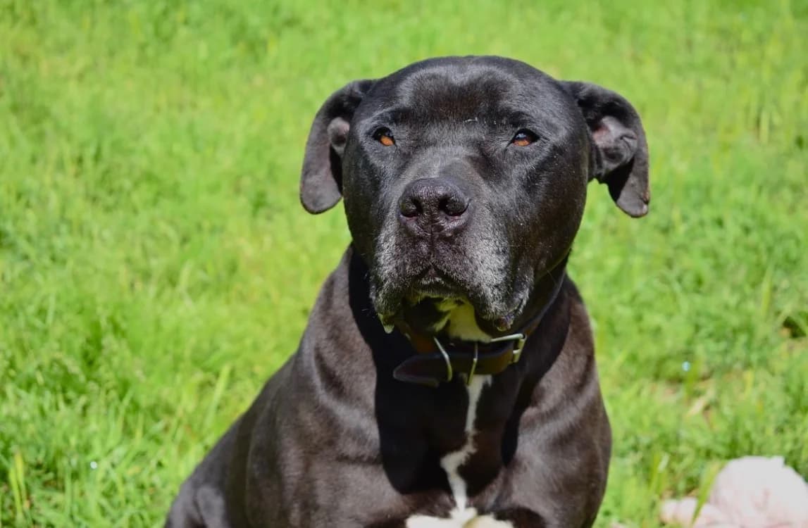 KIWI, male senior Mixed Breed for adoption at SPA Pornic, Pornic