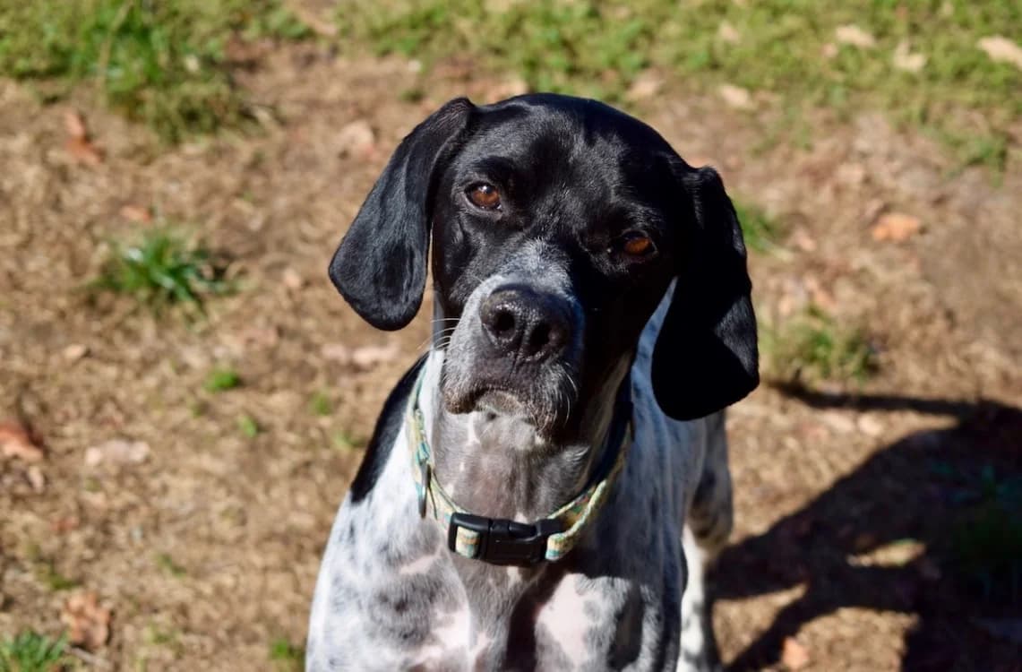 PEPITA, female 6yo Pointer for adoption at SPA Pornic, Pornic