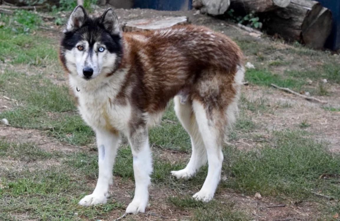 JO, male senior Husky for adoption at SPA Pornic, Pornic