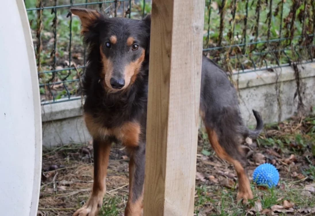 OLAF, male 7yo Mixed Breed for adoption at SPA Pornic, Pornic