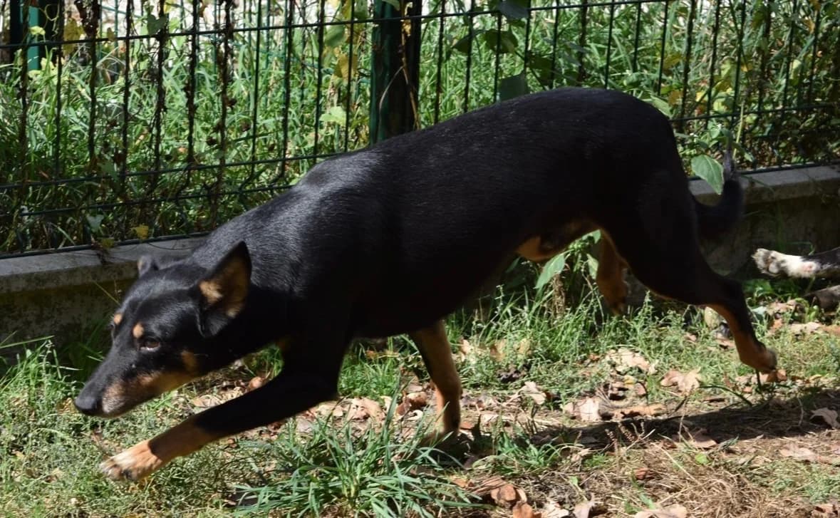 ODIN, male 4yo Mixed Breed for adoption at SPA Pornic, Pornic