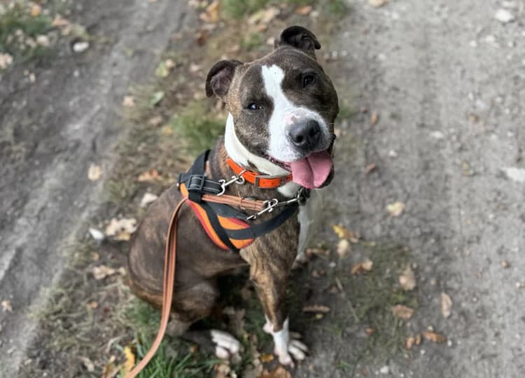 BIC, male 4yo Mixed Breed for adoption at Amiens), Poulainville