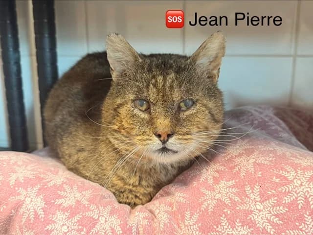 Jean pierre, male senior mixed breed for adoption at Amiens), Poulainville