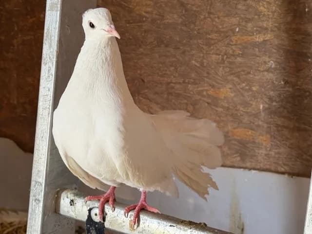 Invisible Birdy, female mixed breed for adoption at Amiens), Poulainville