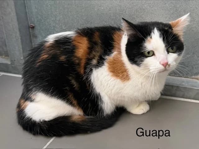 GUAPA, female 6yo mixed breed for adoption at Amiens), Poulainville