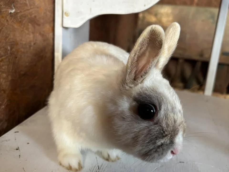 Caryla, female young Mixed Breed for adoption at Amiens), Poulainville