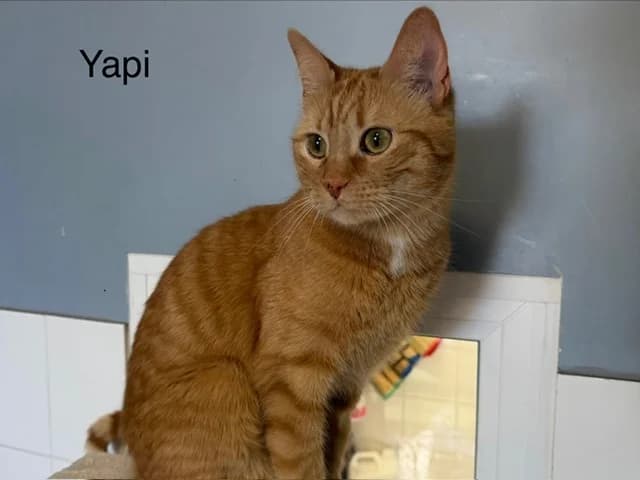Yapy, male 3yo Mixed Breed for adoption at Amiens), Poulainville