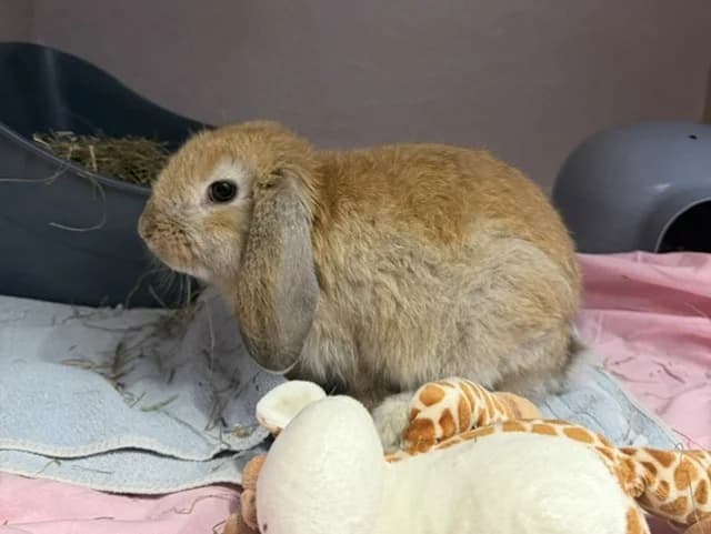 Caramel, male Mixed Breed for adoption at Amiens), Poulainville