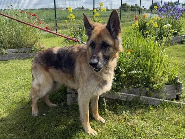PHILOMENE, male 7yo German Shepherd for adoption at Amiens), Poulainville