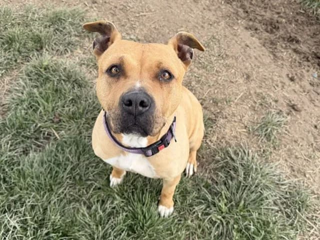 Bella, female senior Mixed Breed for adoption at Amiens), Poulainville