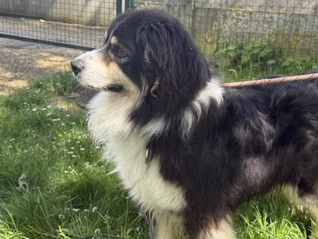 Omega, male 7yo Australian Shepherd for adoption at Amiens), Poulainville