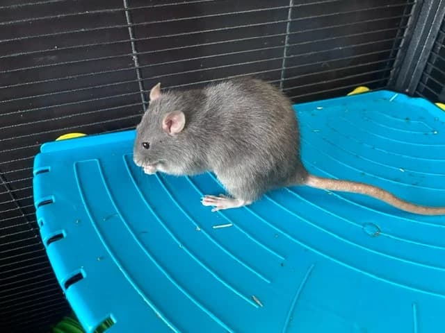 Pia, female Mixed Breed for adoption at Amiens), Poulainville