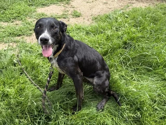 Yuna, female Mixed Breed for adoption at Amiens), Poulainville