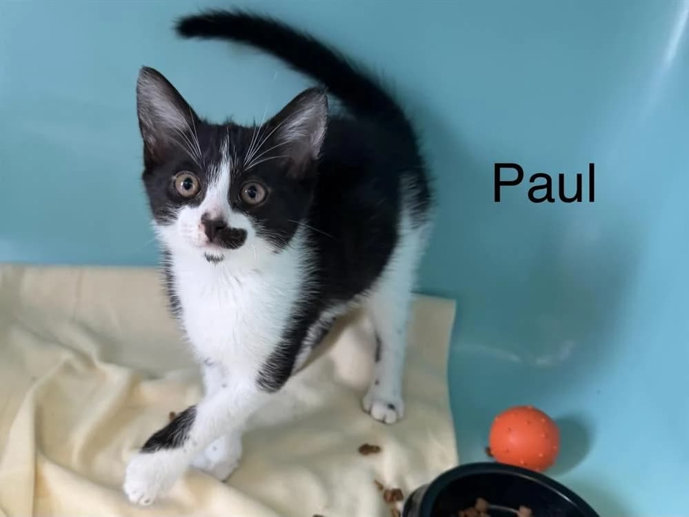 Paul, male puppy Mixed Breed for adoption at Amiens), Poulainville