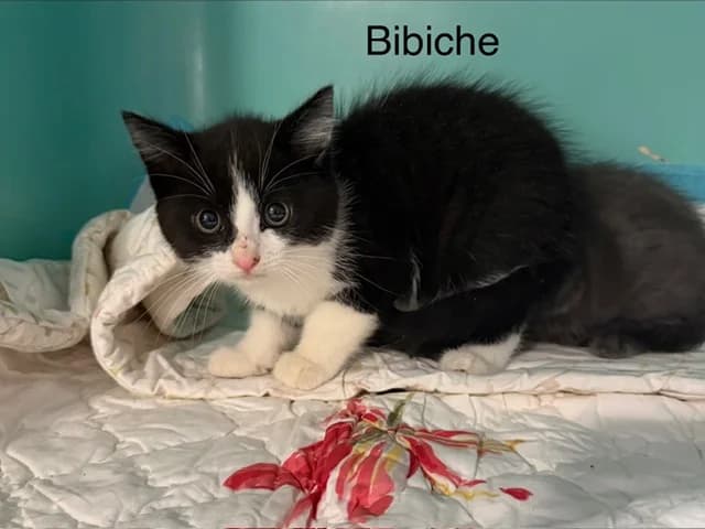BIBICHE, female Mixed Breed for adoption at Amiens), Poulainville