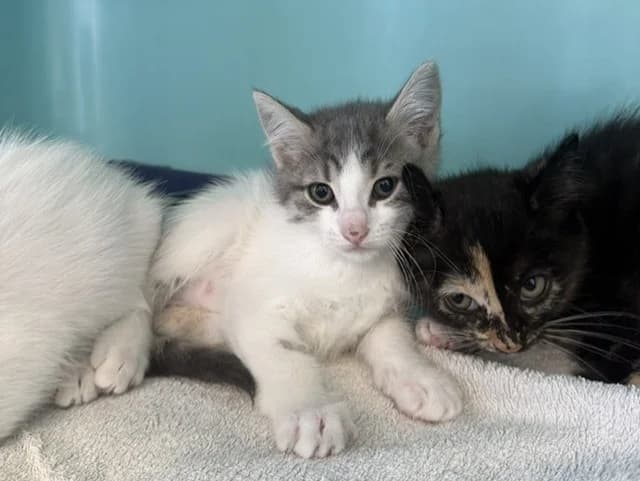 BEIJOS, female Mixed Breed for adoption at Amiens), Poulainville