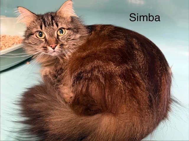 SIMBA, male 6yo Mixed Breed for adoption at Amiens), Poulainville