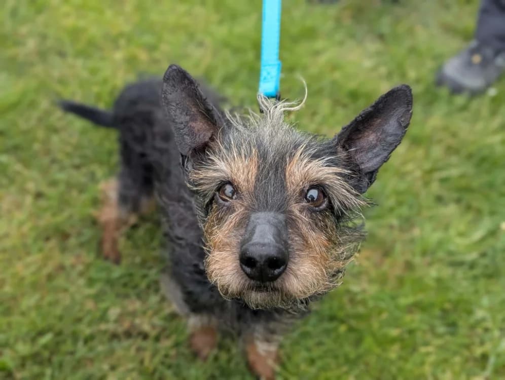 Diamand, male senior Mixed Breed for adoption at Amiens), Poulainville