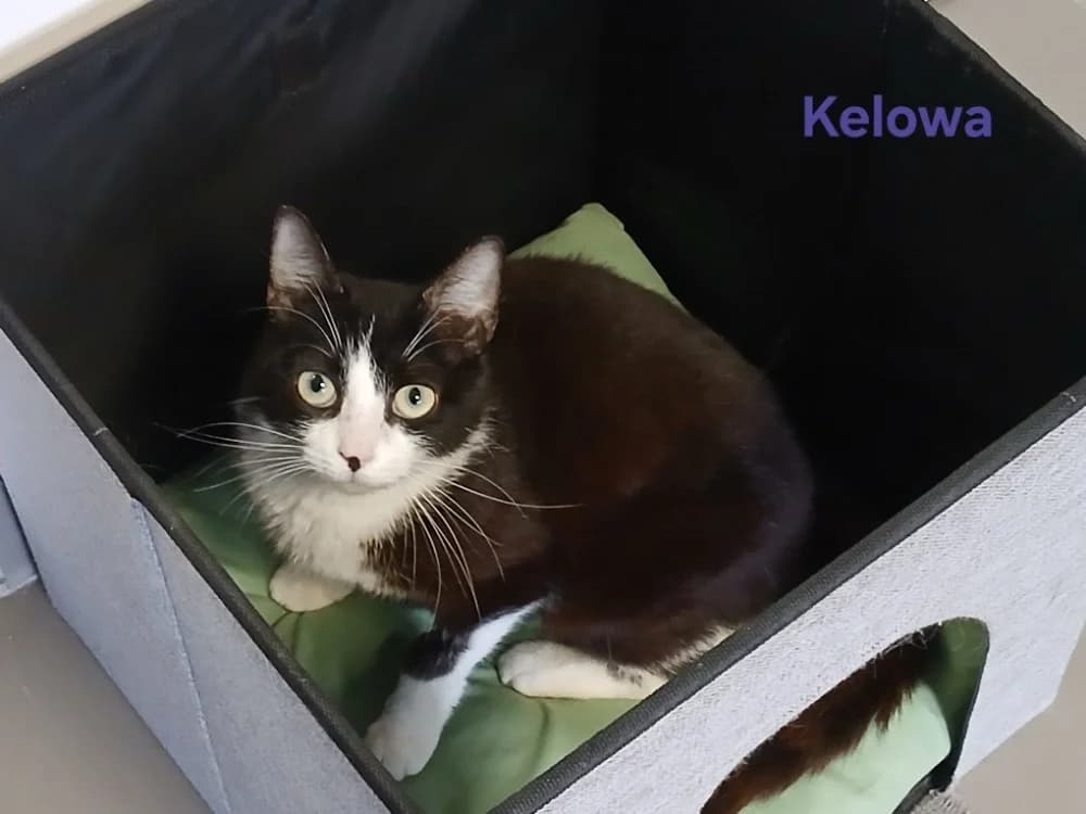 Kélowa, female young Mixed Breed for adoption at Amiens), Poulainville