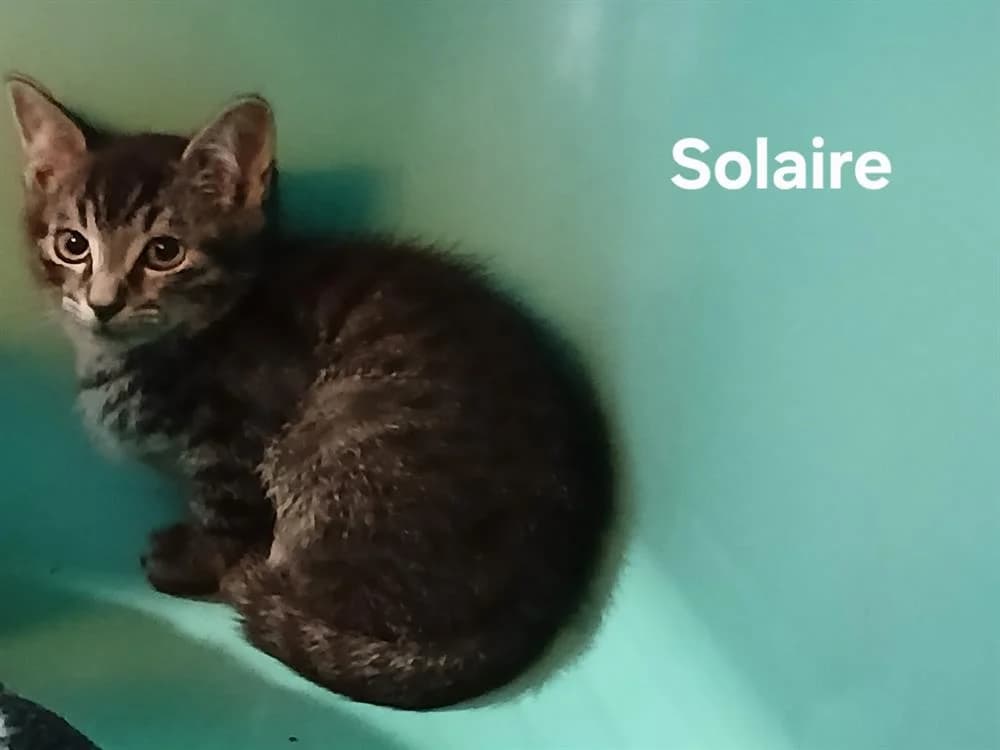 Solaire, male puppy Mixed Breed for adoption at Amiens), Poulainville