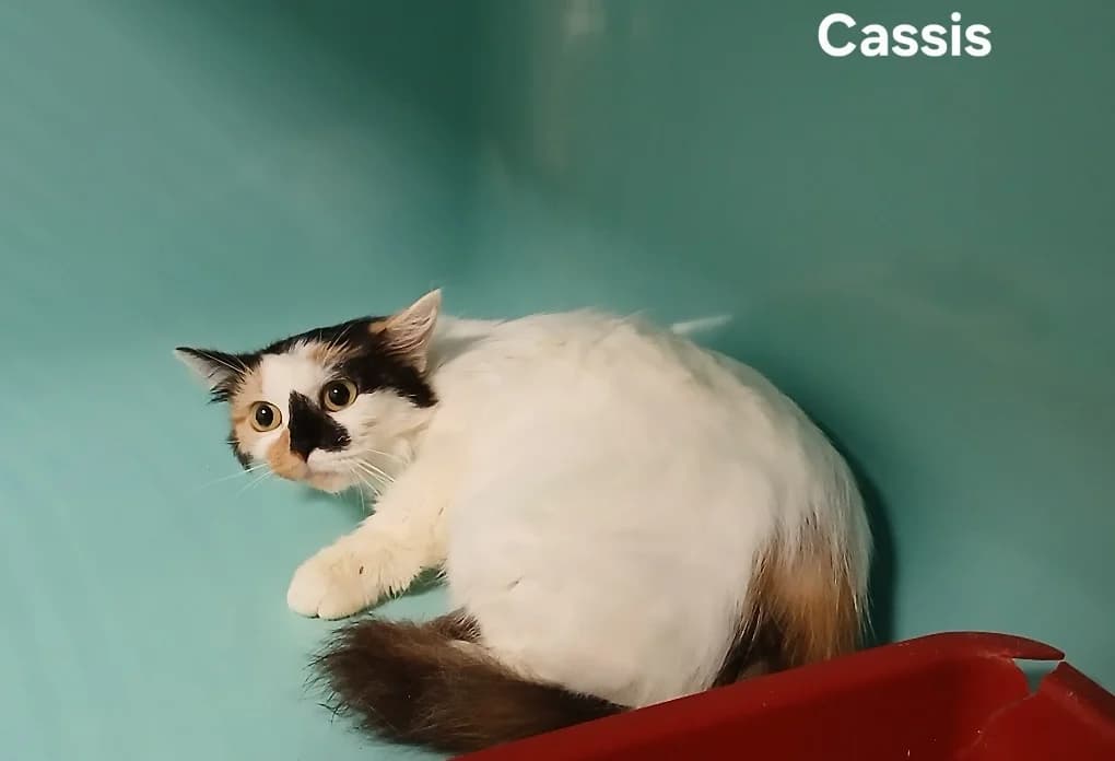 Cassis, female young Mixed Breed for adoption at Amiens), Poulainville