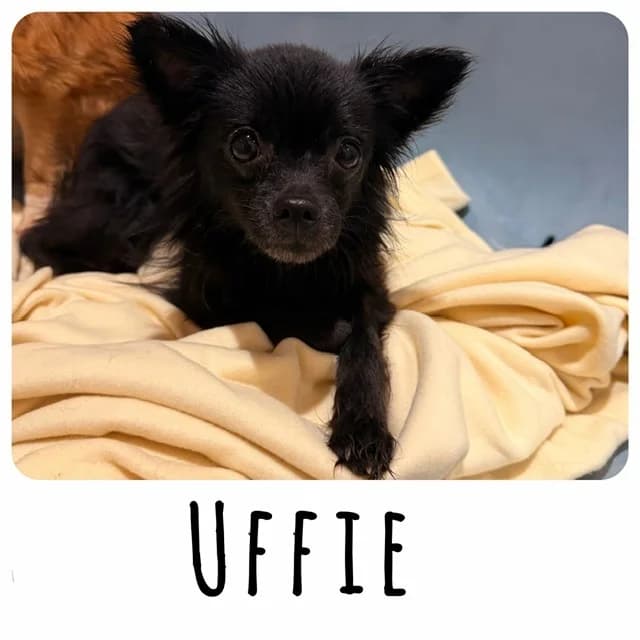 Uffie, female young Chihuahua for adoption at Amiens), Poulainville