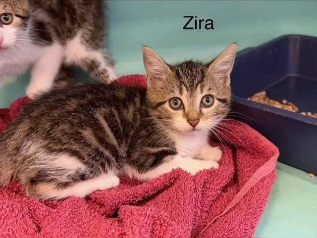 Zira, female Mixed Breed for adoption at Amiens), Poulainville