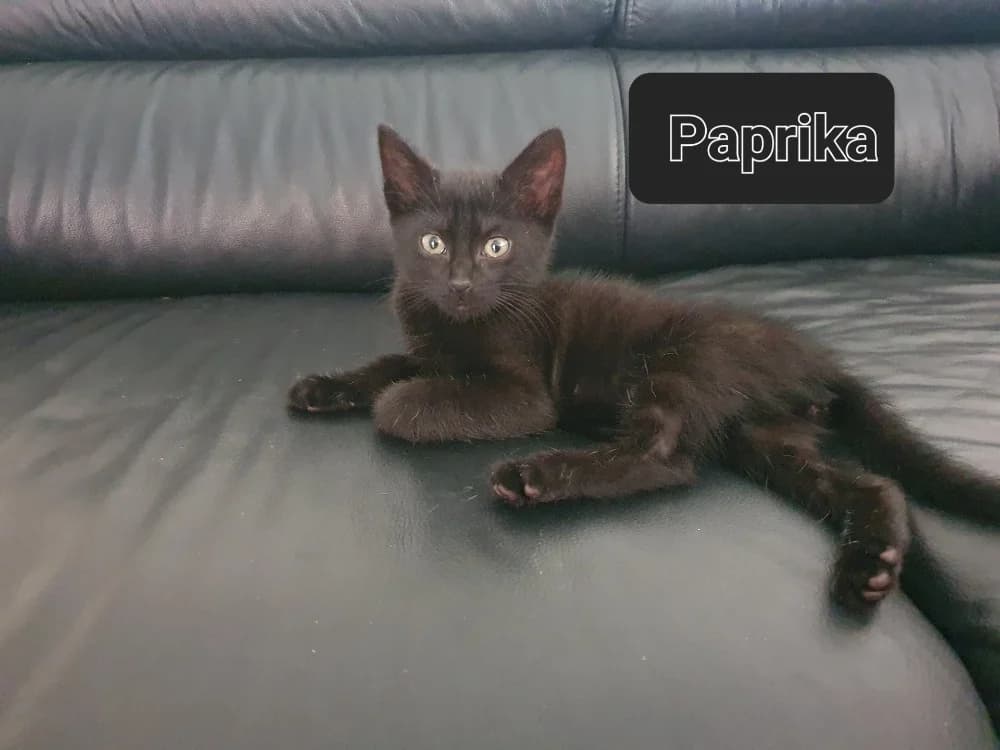Paprika, male puppy Mixed Breed for adoption at Amiens), Poulainville