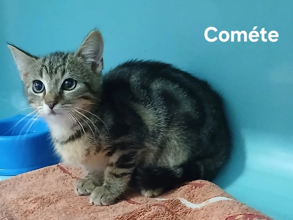 Cométe, female mixed breed for adoption at Amiens), Poulainville