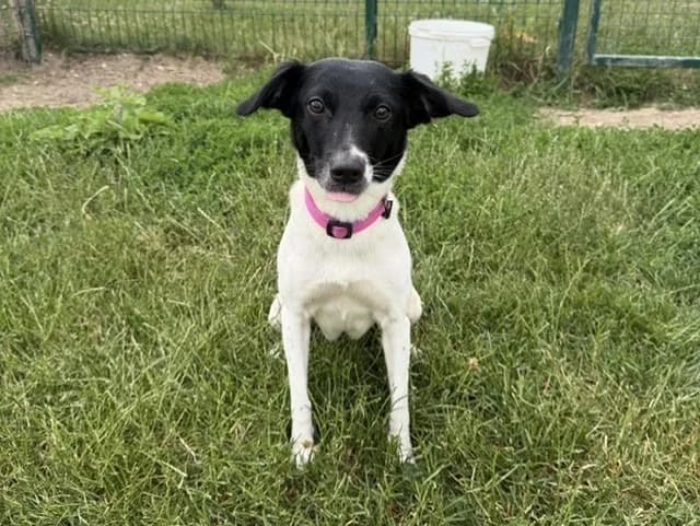 Luciole, female 4yo Mixed Breed for adoption at Amiens), Poulainville