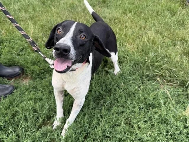 Oscar, male mixed breed for adoption at Amiens), Poulainville