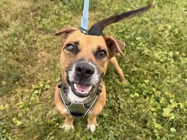 Keops, male young mixed breed for adoption at Amiens), Poulainville