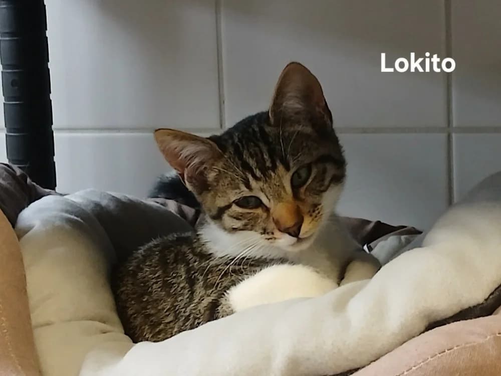 LOKITO, male Mixed Breed for adoption at Amiens), Poulainville