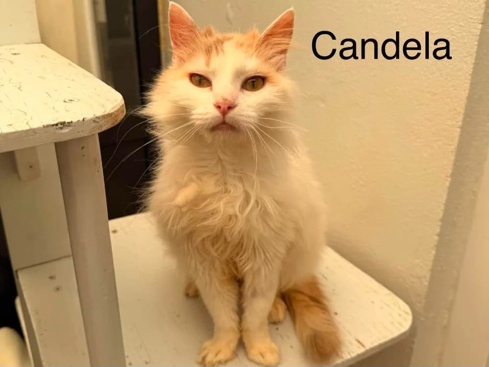 Candela, female 3yo Mixed Breed for adoption at Amiens), Poulainville