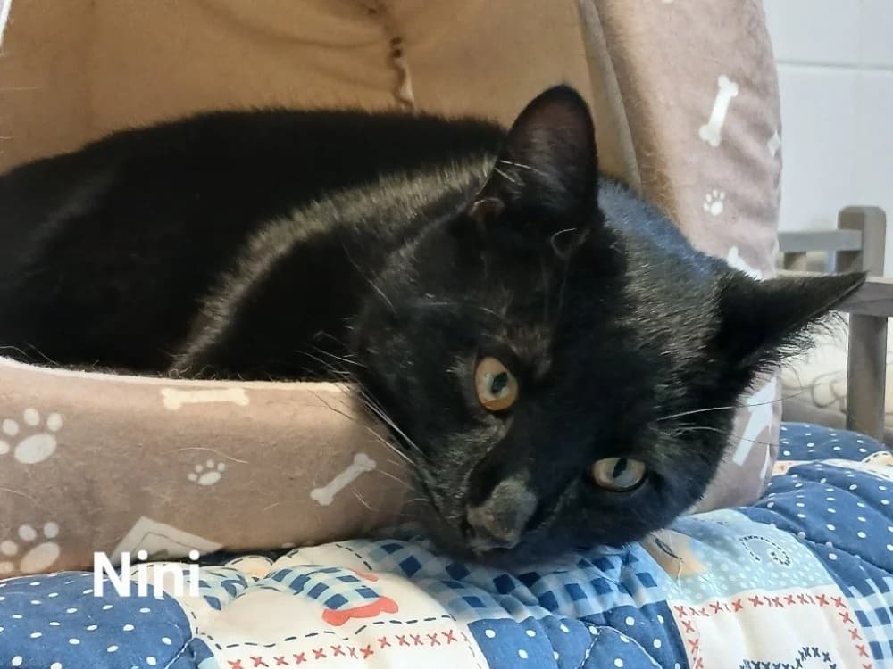 Nini, male mixed breed for adoption at Amiens), Poulainville