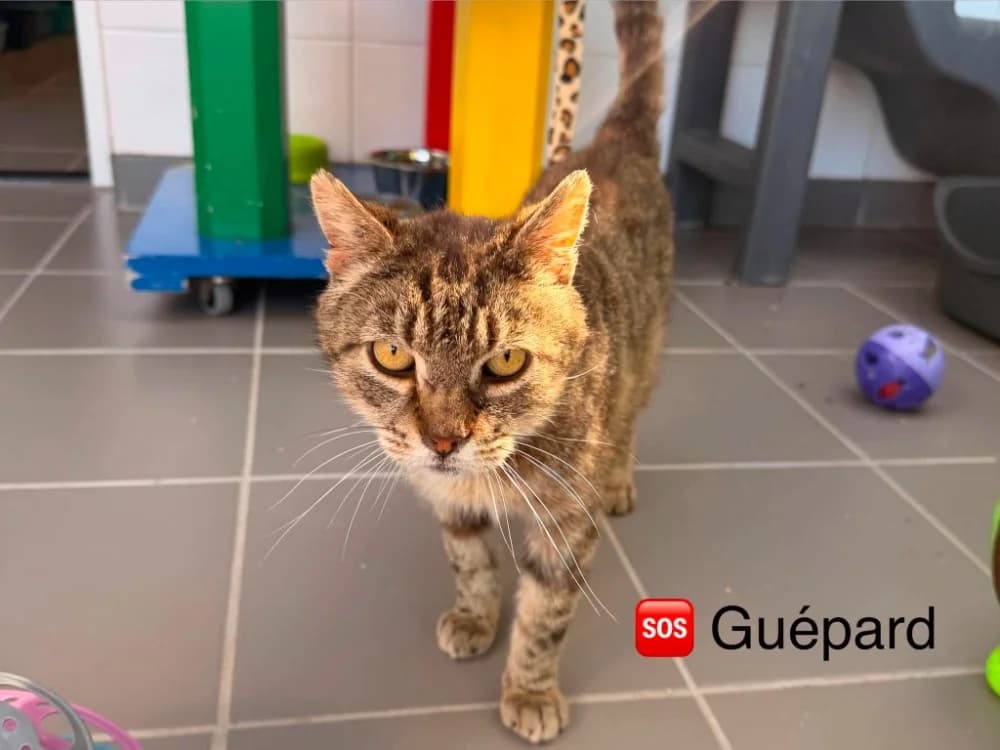 GUEPARD, male senior Mixed Breed for adoption at Amiens), Poulainville