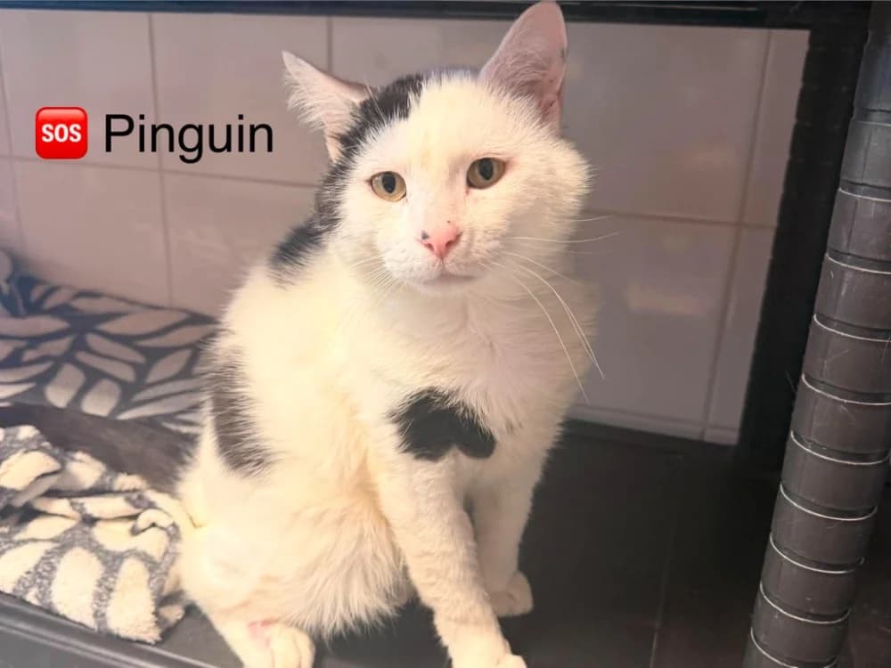 PINGOUIN, male 6yo Mixed Breed for adoption at Amiens), Poulainville