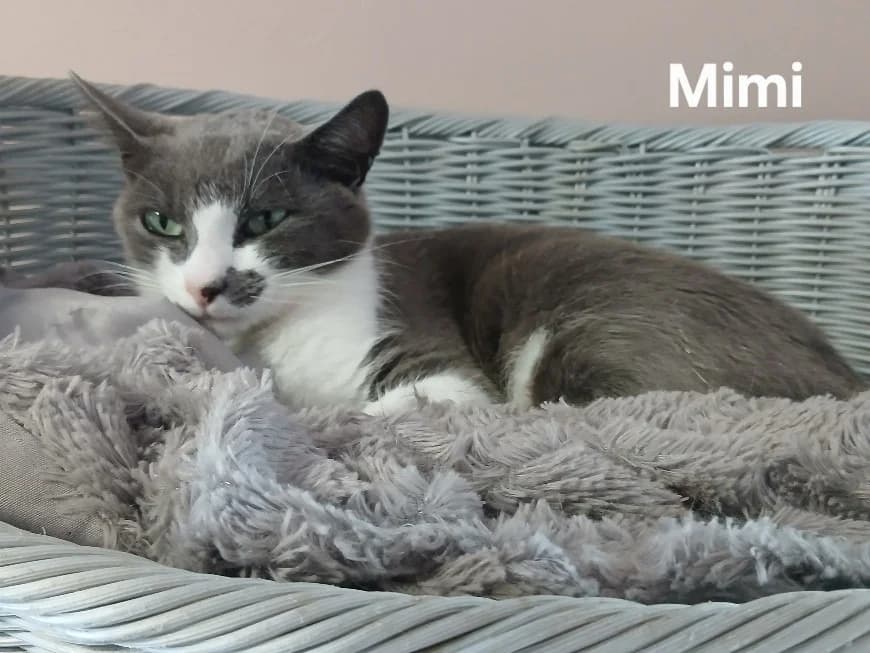 MIMI, female 3yo mixed breed for adoption at Amiens), Poulainville