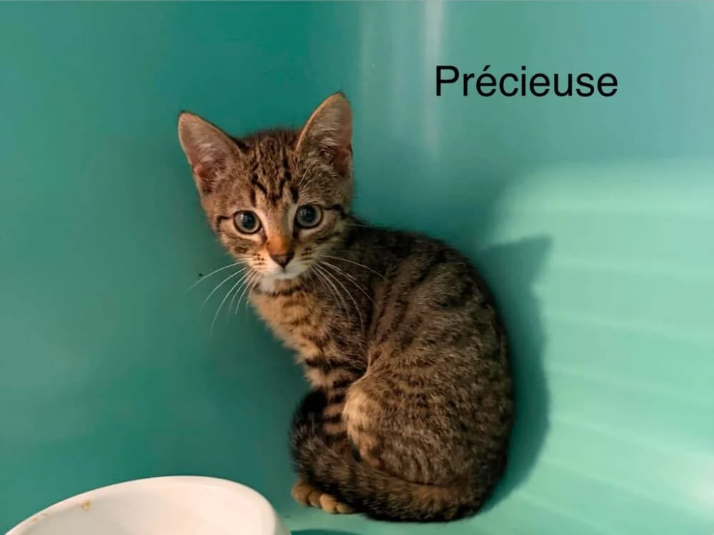 Precieuse, female Mixed Breed for adoption at Amiens), Poulainville