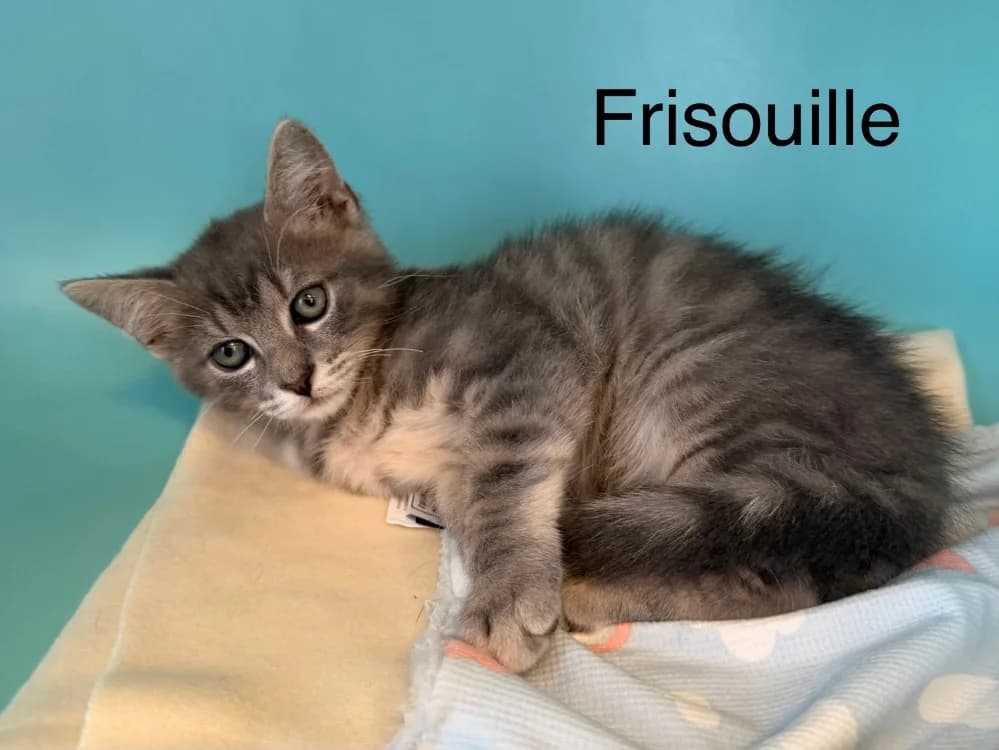 Frisouille, male Mixed Breed for adoption at Amiens), Poulainville
