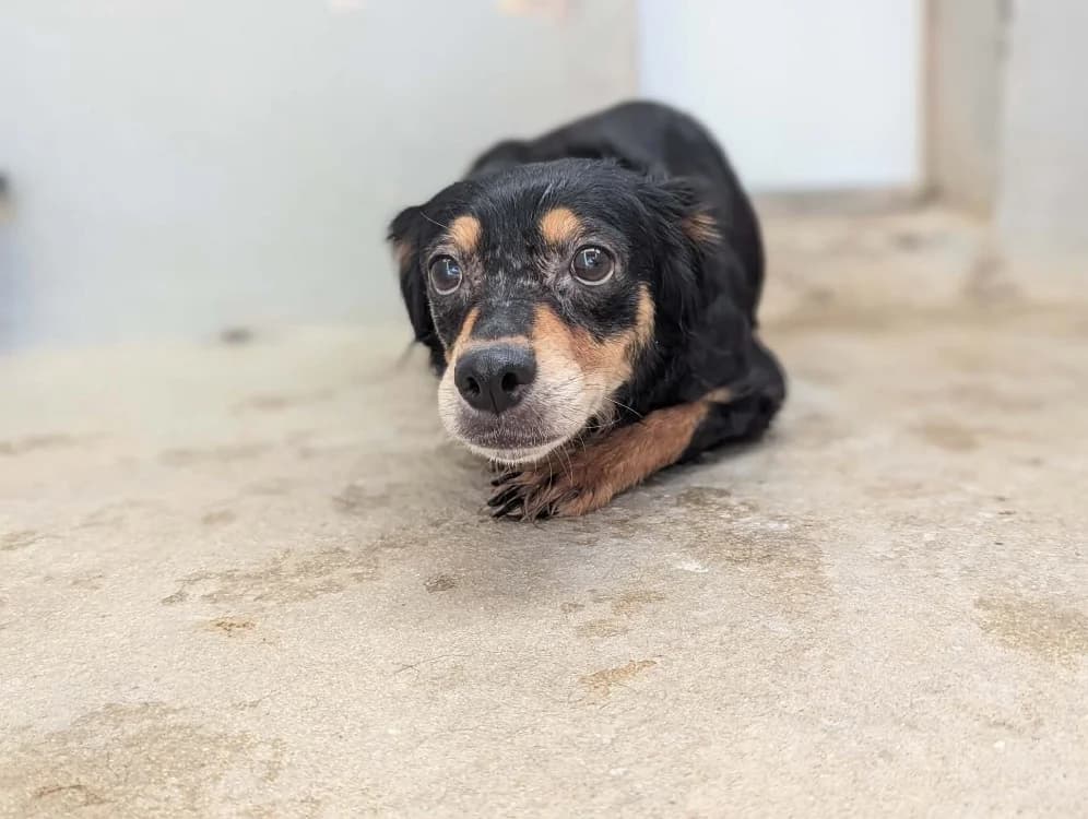 Nina, female senior Mixed Breed for adoption at Amiens), Poulainville