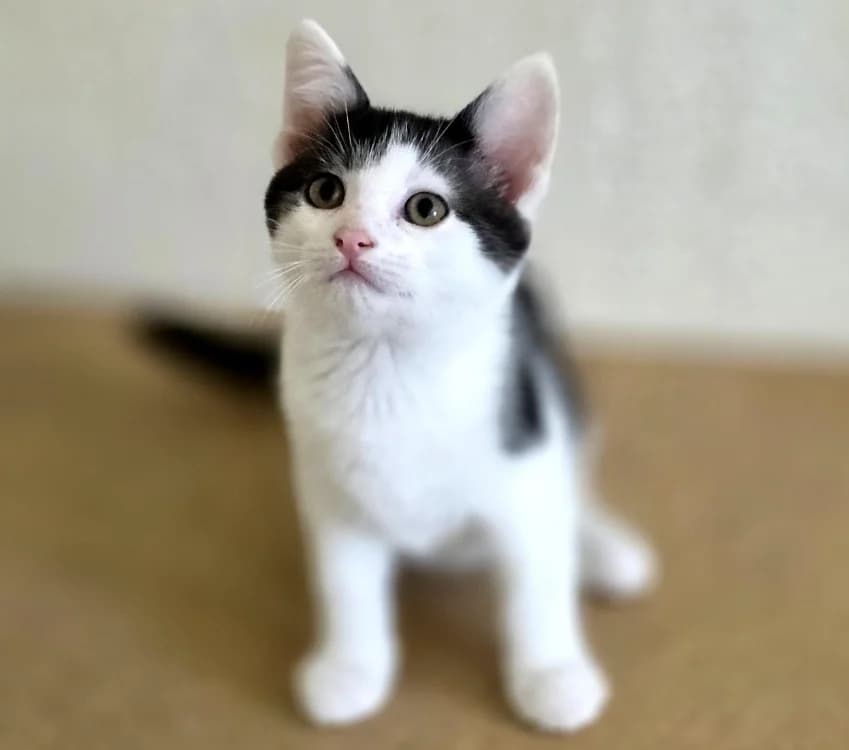 Manlow, male puppy Mixed Breed for adoption at Amiens), Poulainville