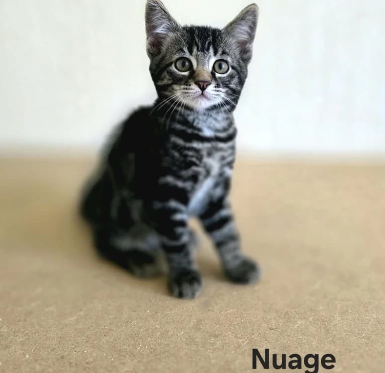Nuage, male puppy Mixed Breed for adoption at Amiens), Poulainville