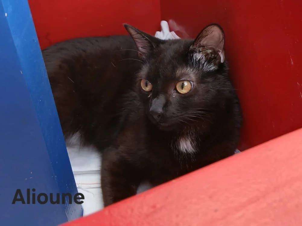 ALIOUNE, male young Mixed Breed for adoption at Amiens), Poulainville