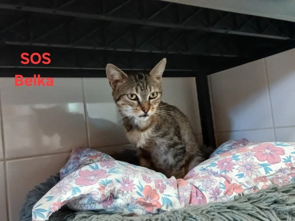 Belka, female young Mixed Breed for adoption at Amiens), Poulainville